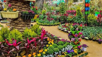 اليوم، افتتاح معرض زهور الربيع بالمتحف الزراعي للجمهور