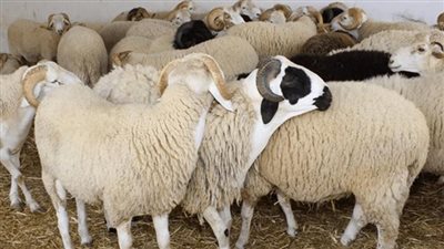 الأزهر للفتوى يوضح حكم الأضحية والحكمة من مشروعيتها 