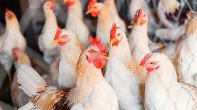 أخبار الاقتصاد.. ارتفاع أسعار الدواجن واللحوم الضاني بالأسواق.. وتراجع سعر طن القمح المستورد 