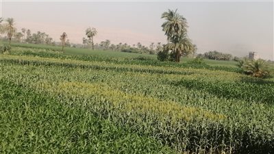 حصاد أنشطة زراعة الأقصر خلال أغسطس