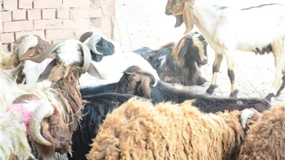 موسم الحج 2024، ما حكم انتفاع المضحي بالأضحية كلها دون أن يعطي شيئًا منها للفقراء؟ الإفتاء تجيب