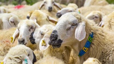 ثواب أم صدقة، ما حكم مشروعية صك الأضحية؟، الإفتاء تجيب