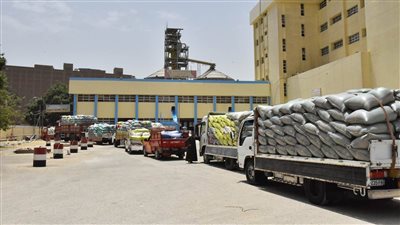  صوامع أسيوط تتسلم 137 ألف طن قمح محلي 