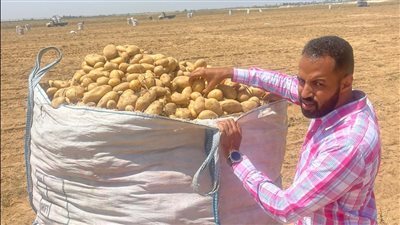 الزراعة: فحص أكثر من 900 ألف طن بطاطس ضد فطر العفن البني