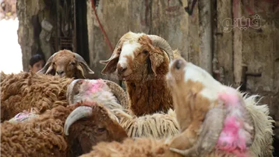 أسعار الخراف والأبقار الحية داخل شوادر التموين 