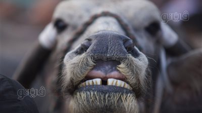 الزراعة: لدينا برامج لدعم منظومة تربية الجاموس المصري وتحسين إنتاجيته 