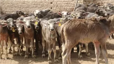 ما حكم الأضحية عن الميت؟ الإفتاء تجيب