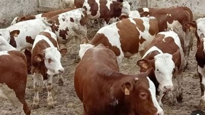  أسعار الأضاحي في الأسواق خلال موسم عيد الأضحى 2024 (انفوجراف)