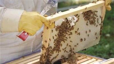 خبير بالزراعة يكشف دور النحل في تنمية المجتمع (فيديو)