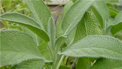 فوائد الميرمية، تعالج السيلوليت وتخفض السكر بالدم وتحارب الشيخوخة 