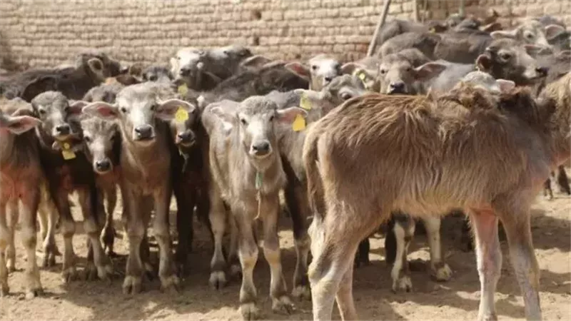 توقعات بانخفاض سعر
