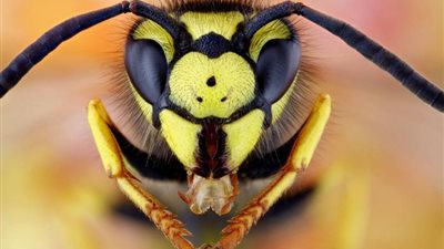 السلطات البريطانية تحذر من غزو الدبابير الآسيوية 