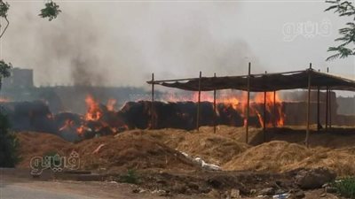 مصرع شخص ونفوق 2 ماشية بحريق معلف مواشي بكفر شكر