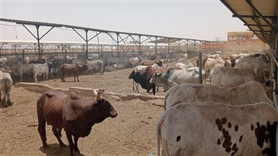  ما حكم كي الماشية بالنار لتمييزها؟ الإفتاء تجيب