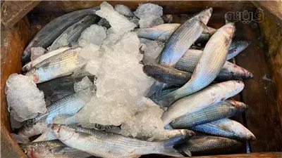 أسعار الأسماك اليوم، السردين يرتفع 10 جنيهات في سوق العبور