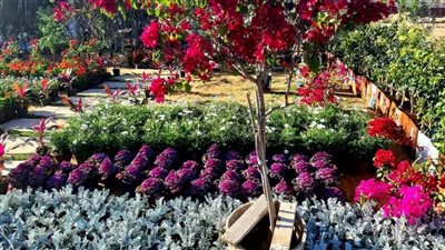 20 مارس بداية فصل الربيع فلكيا