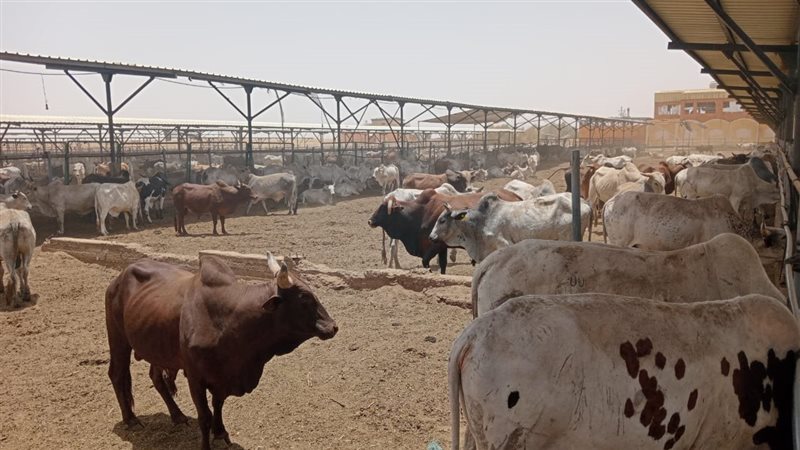 التعاقد على 20 ألف