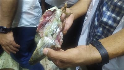 ضبط فسيخ فاسد داخل محل شهير في الغربية