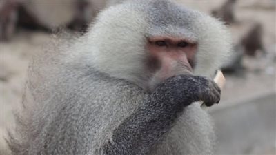  أزمة بسبب نفوق القردة في المكسيك، ما القصة ؟