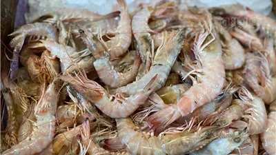 تفسير حلم الجمبري في المنام وعلاقته بجني الكثير من الأموال 