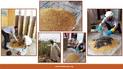 زراعة الشرقية: استمرار فعاليات الحملة القومية لمكافحة القوارض 