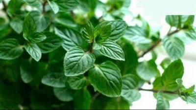 فوائد النعناع، يحمي من سرطان البروستاتا ويقوى المناعة 