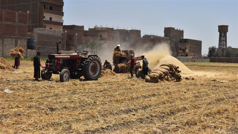حصاد القمح بأسيوط،