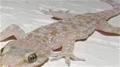 تفسير حلم ضرب البرص في المنام وعلاقته بالشفاء من الأمراض 