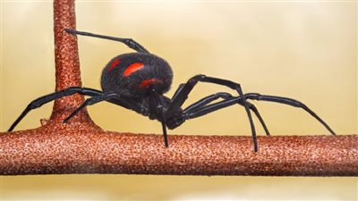 اكتشاف عناكب الأرملة السوداء داخل سفينة شحن في ألمانيا