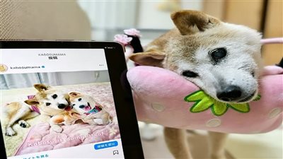 موناليزا الإنترنت ورمز عملة دوجكوين المشفرة، وفاة أشهر كلبة في العالم (صور)