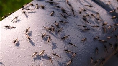 شذوذ الطقس كلمة السر، أسراب البعوض تغزو مناطق في روسيا (فيديو)