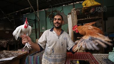 أسعار الدواجن اليوم السبت 25-5-2024 