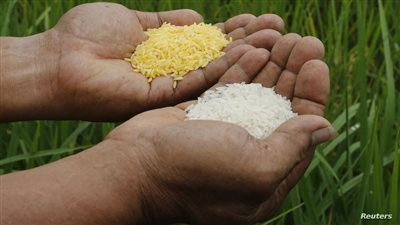  تعرف على سعر الأرز اليوم الأحد 26-5-2024 في السوق