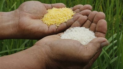 عشرات الآلاف من الأطفال قد يموتون، تحذيرات من منع زراعة الأرز الذهبي