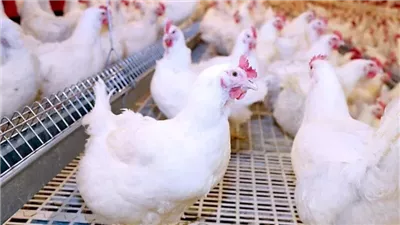 ارتفاع أسعار الفراخ البيضاء اليوم الأحد 26 مايو 2024