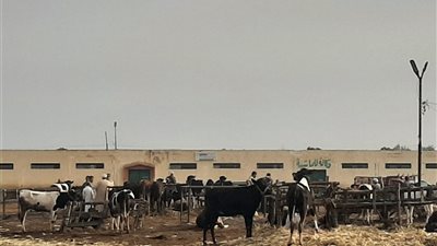 الكيلو القائم للخروف 220 جنيها والبقري بـ 180، جولة بسوق المواشي بدمنهور قبل عيد الأضحى (فيديو)
