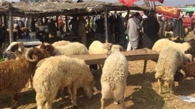  دليل شامل لضمان سلامة الأضاحي أثناء النقل والتجهيز للذبح