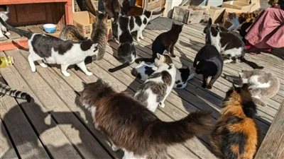 ملائكة حراسة، بناء ضريح للقطط في جزيرة يابانية 