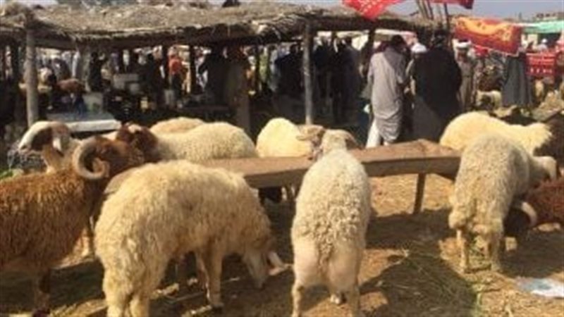 الأضحية، فيتو