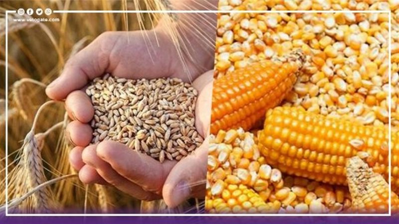 الذرة والقمح، فيتو