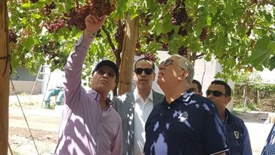 صادرات مصر من الموالح تسجل 1.8 مليون طن خلال 5 أشهر