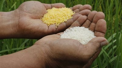 تعرف على سعر كيلو الأرز اليوم الثلاثاء 16-7-2024 في الأسواق