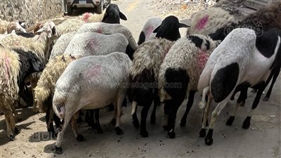 توقعات بارتفاع أسعار الأضاحي مع قرب العيد، وهذه أحدث الأسعار (فيديو وصور)