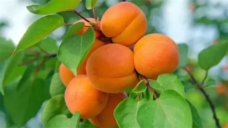 المشمش
