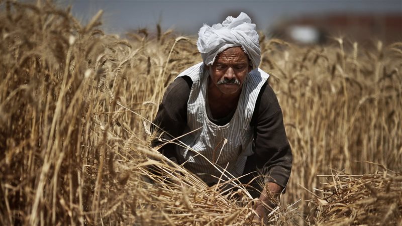 الفلاح المصري