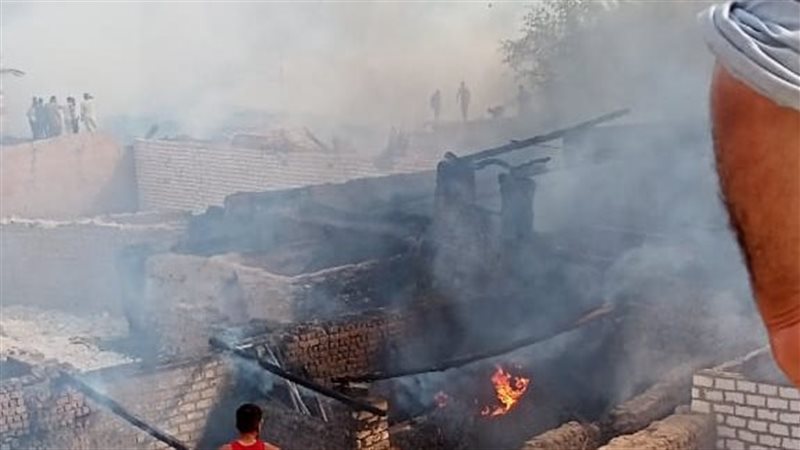 نفوق 5 رؤوس ماشية