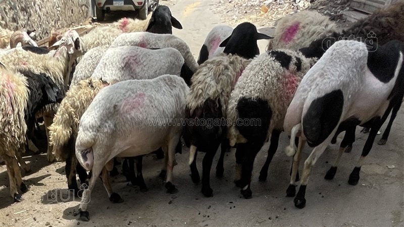 أسعار الأضاحي في