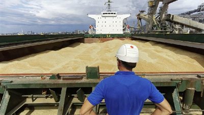 آخر إحصاء لكميات القمح الموردة بصوامع الشرقية 