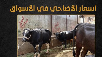 أسعار الأضاحي في الأسواق (إنفوجراف)