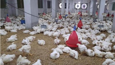 أكاديمي يكشف علاقة ارتفاع أسعار الدواجن بقطع الكهرباء، ويناشد الحكومة: 